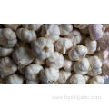 High Quality Standards Pure White Garlic